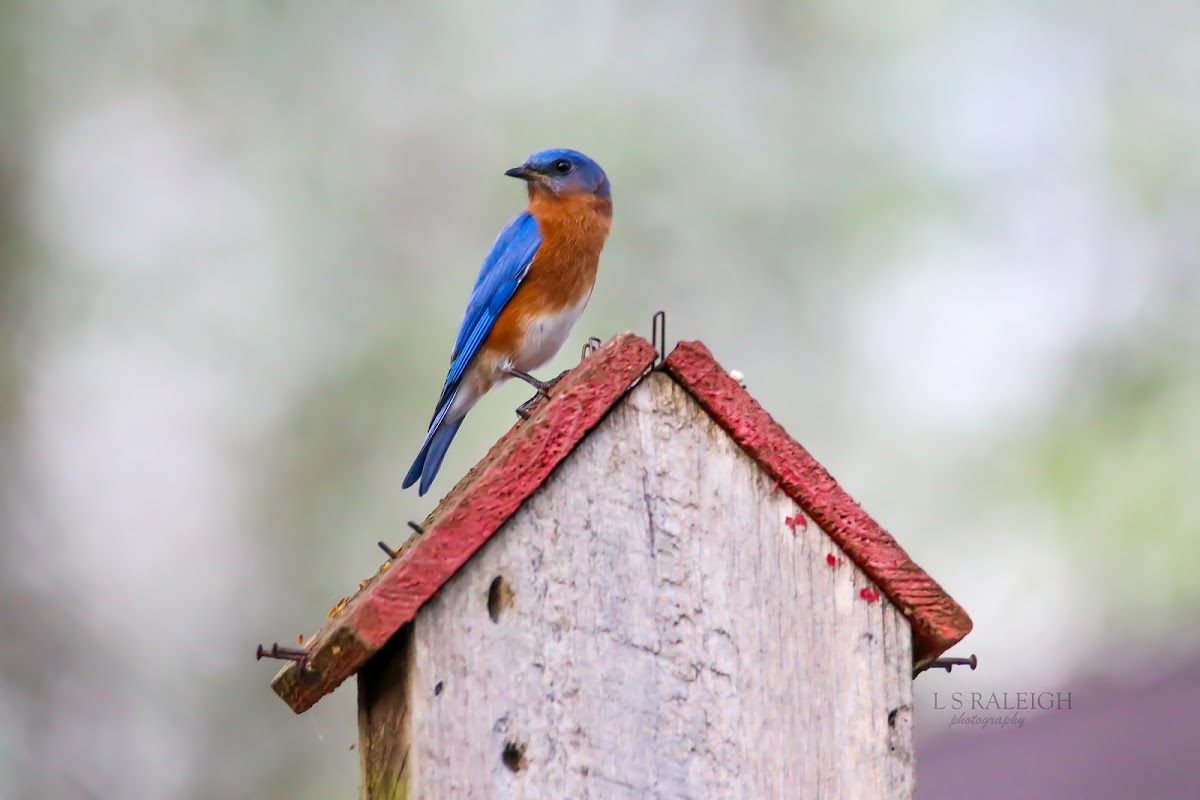 Eastern Bluebird