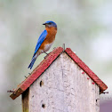 Eastern Bluebird