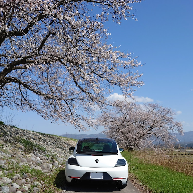 ザ・ビートル の桜とコラボに関するカスタム事例の投稿画像3枚目