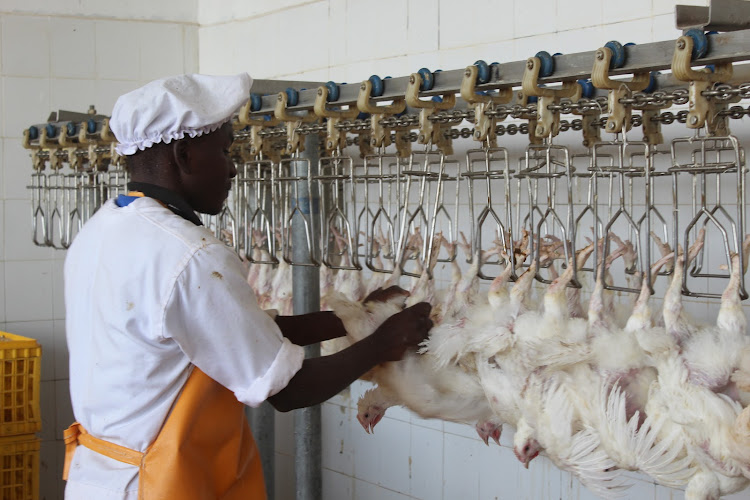 An employee prepares chickens for slaughter in one of Industrialist Thuo Mathenge’s value addition industries in Nyeri on Friday