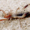 Solpugid, Wind Scorpion