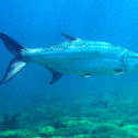 Tarpon