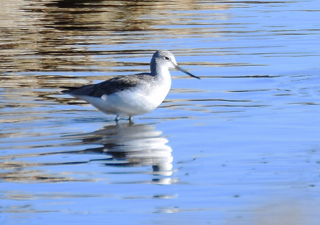 Greenshank