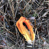 Stinkhorn