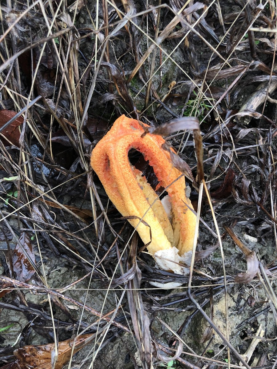 Stinkhorn