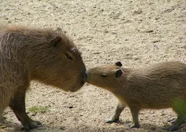 カピバラの復讐