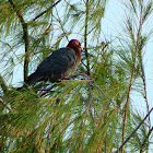 Scaly-naped pigeon