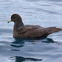 Black Petrel