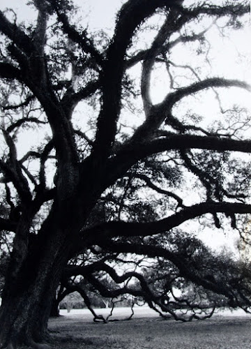 Oak Alley di marcograzi