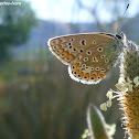 Common blue