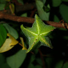 Starfruit