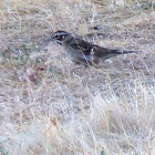 lark sparrow