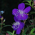 Blue Carpenter Bee