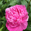 Peony