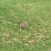 Eastern Cottontail