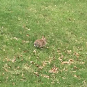 Eastern Cottontail