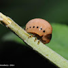 Swamp milkweed leaf beetle (larva)