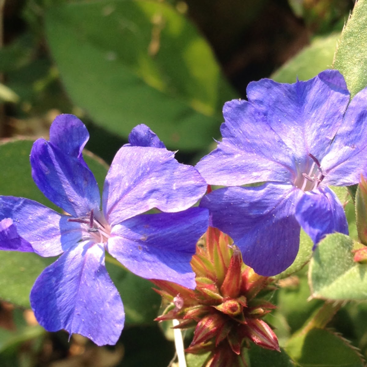 Plumbago