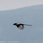 Magpie; Urraca