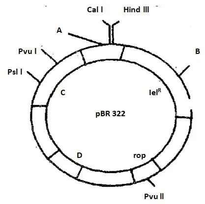 Features Required to Facilitate Cloning into a Vector