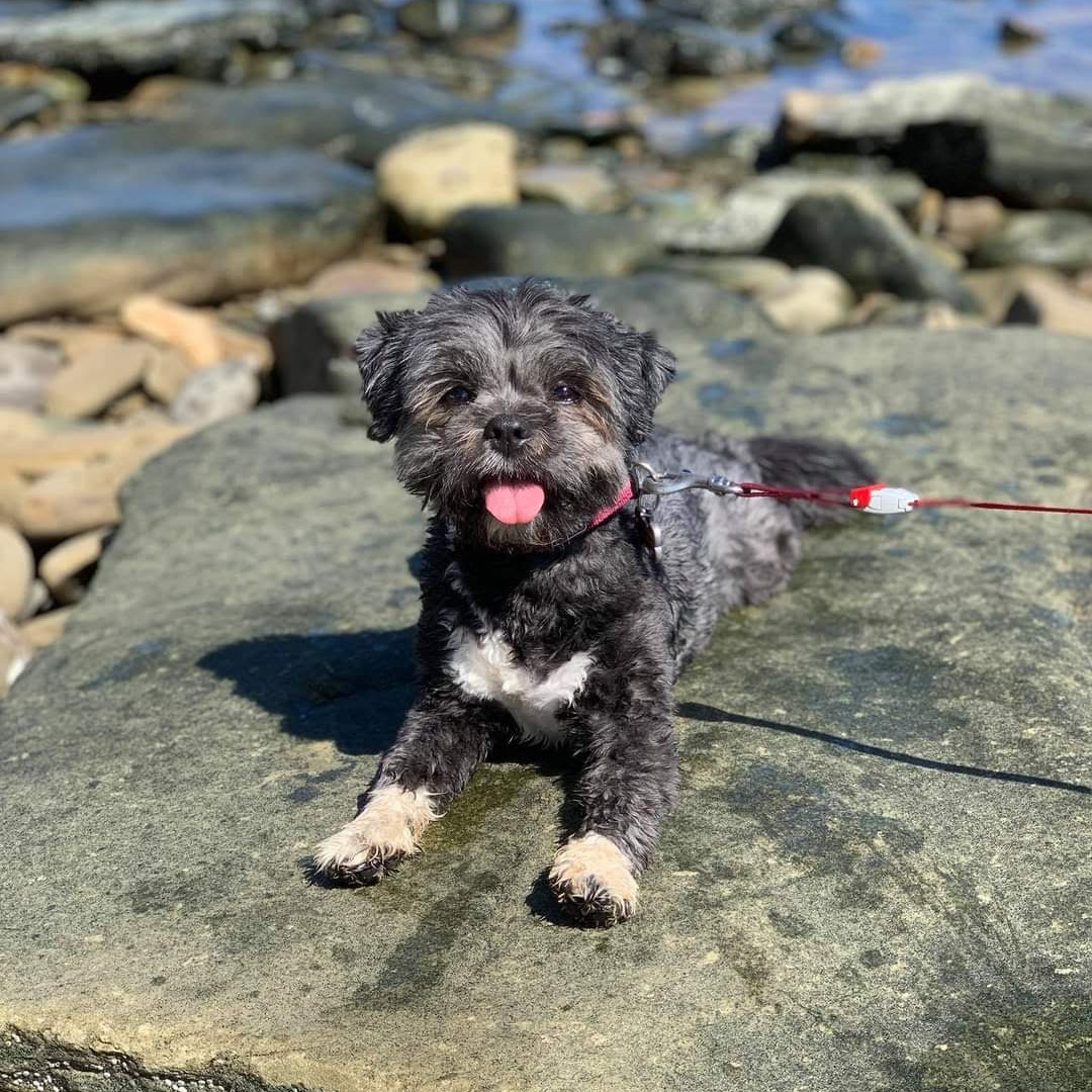 dog being walked on the beach