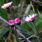 Common daisy