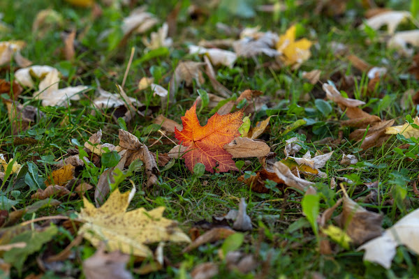 Mix foliage di marinafranzone