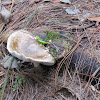 Lactarius deterrimus