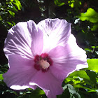 Rose of Sharon