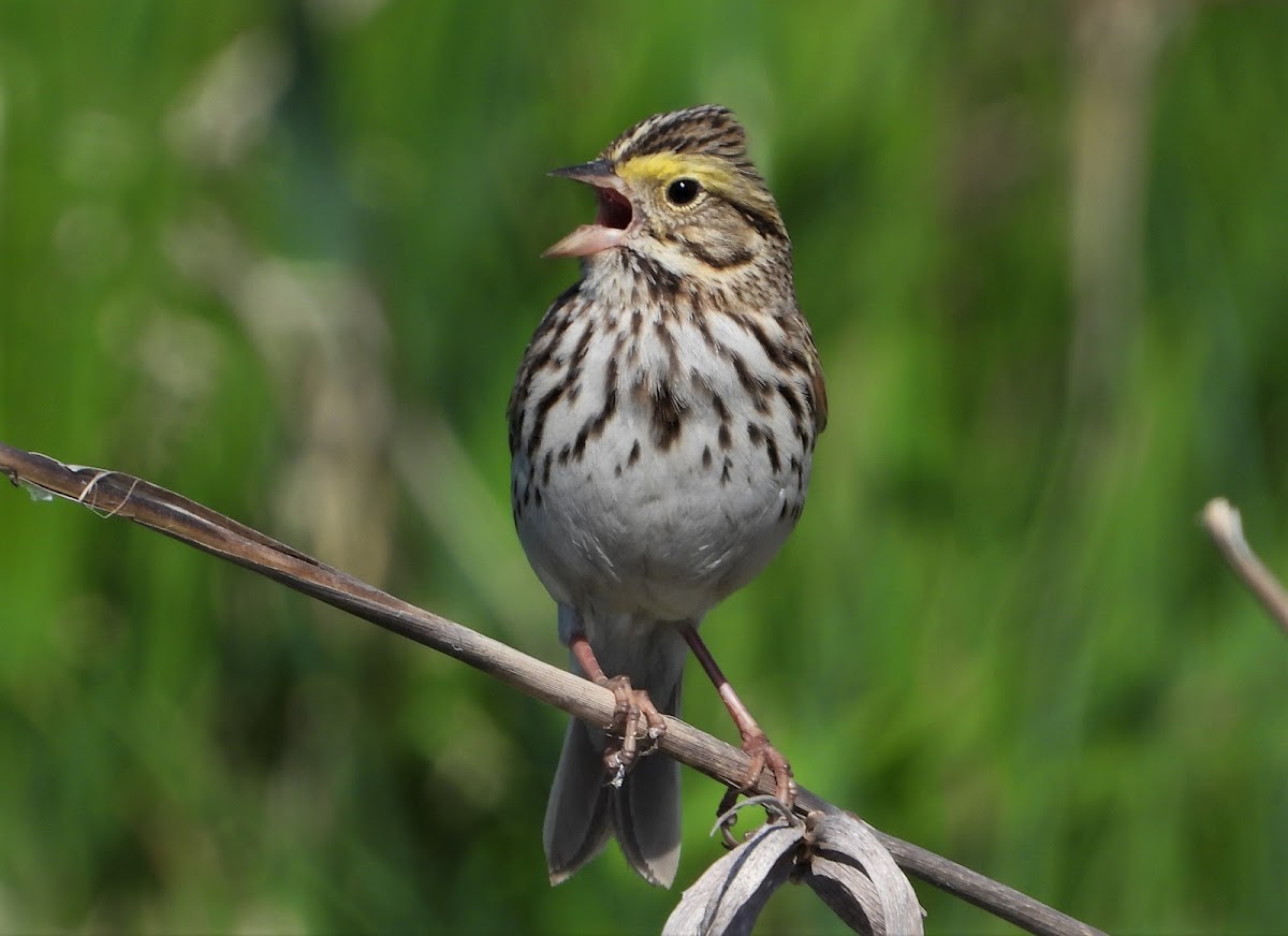 Savannah sparrow