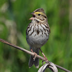 Savannah sparrow