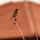 Stonechat