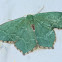 H. Aestivaria Emerald Moth