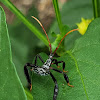 Leaf-footed bug nymph