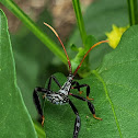 Leaf-footed bug nymph