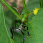 Leaf-footed bug nymph