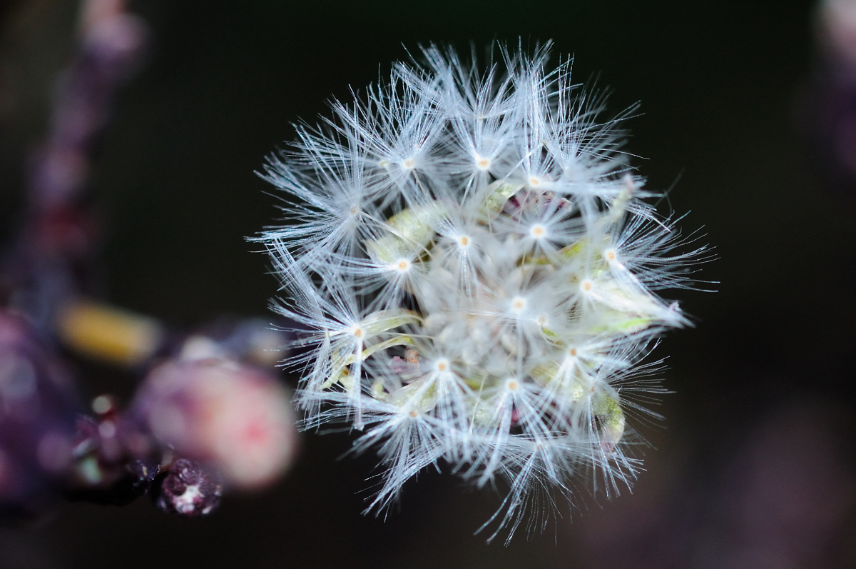 Lettuce Achenes; Frutos de Lechuga