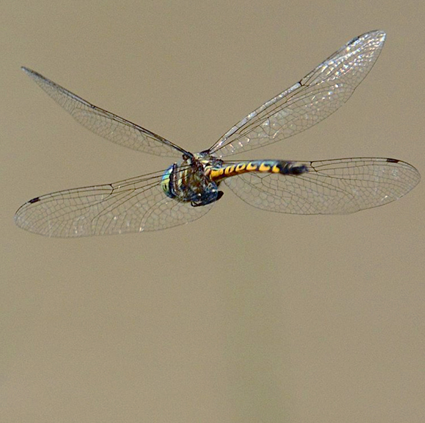 Australian Emerald