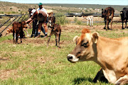 Worker Siko Daliwonga, Student Palesa (Rose) Masiu and  farm manager Schalk Vermaak at the launch of the Middledrift Dairy. File photo.