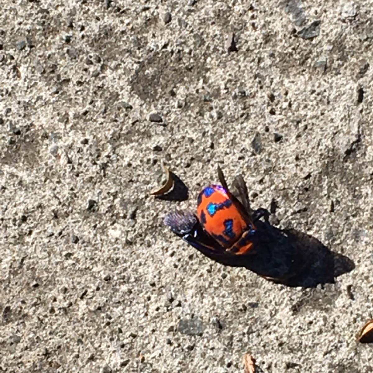 Hibiscus, or Cotton Harlequin Bugs