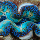 Crocea Clam