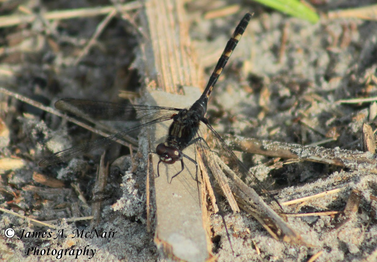 Seaside Dragonlet Dragonfly