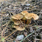 Ringless Honey Mushroom