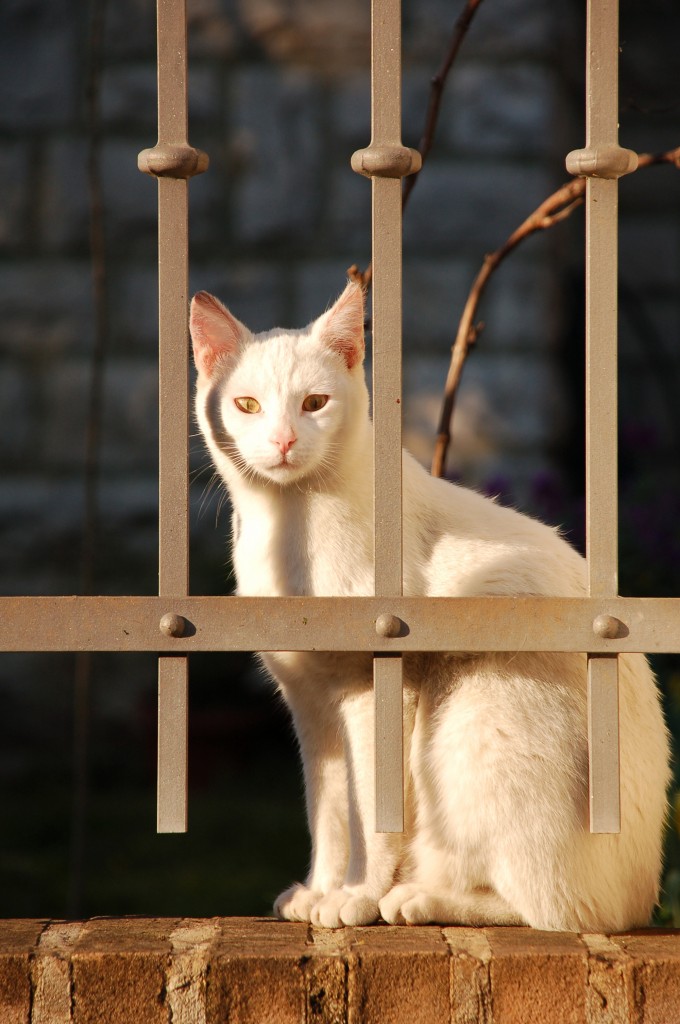 Gatto bianco di emil.sdi