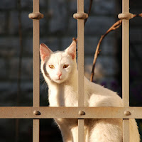 Gatto bianco di 