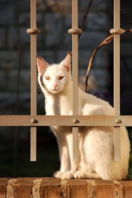 Gatto bianco di emil.sdi