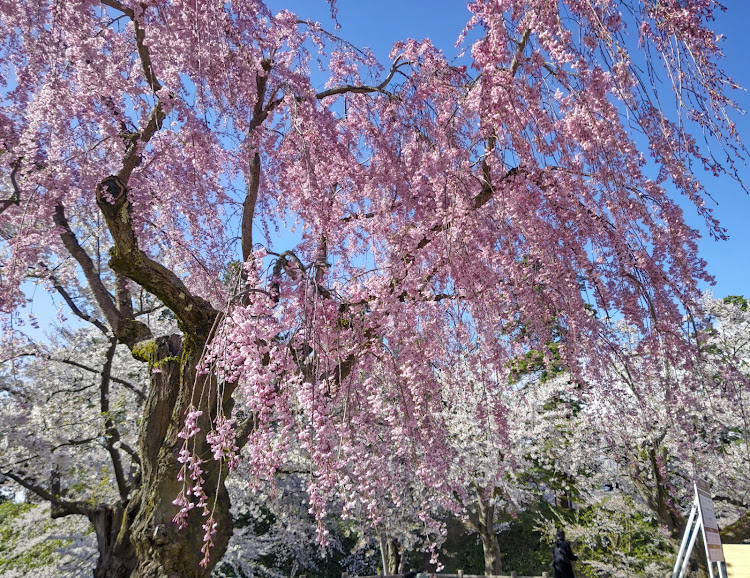 の投稿画像5枚目