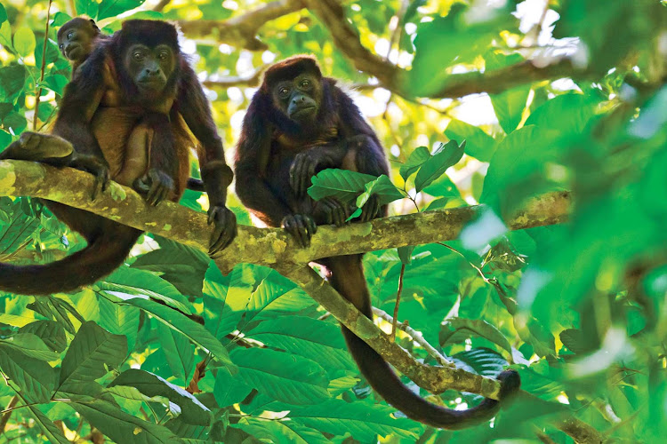 A family of golden-mantled howler monkeys squats on a tree branch at the Smithsonian Tropical Research Institute in Panama.
