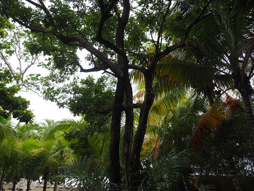 PB170235-1.JPG - One of the majestic old trees on the property.