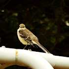 Mockingbird